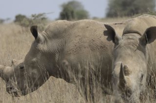 John Hume, ancien grand éleveur de rhinocéros, a été arrêté en Afrique du Sud pour trafic de cornes (photo d'illustration). KEYSTONE/AP/ANDREW KASUKU